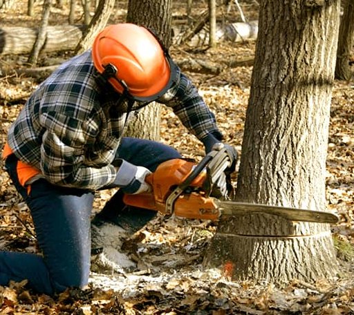 Tree Removal in Cuero, TX